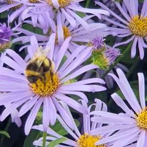 bumble on aster